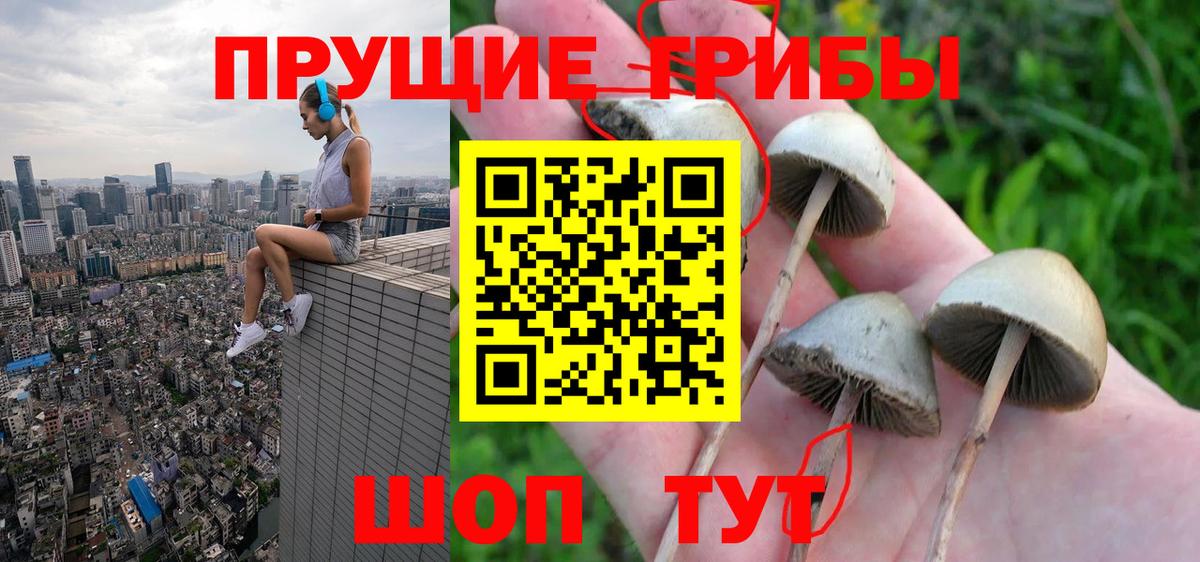 Отрадный  Псилоцибиновые грибы Psilocybe  Вход с VPN 